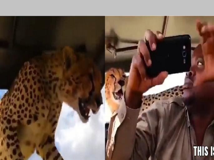 Selfie with Cheetah: cheetah entered the car, some were scared; This man took a selfie, watch the video... | अचानक कारमध्ये शिरला चित्ता, काहीजण घाबरले; या पठ्ठ्याने चक्क सेल्फी घेतली, पहा Video... Selfie with Cheetah: cheetah entered the car, some were scared; This man took a selfie, watch the video... | अचानक कारमध्ये शिरला चित्ता, काहीजण घाबरले; या पठ्ठ्याने चक्क सेल्फी घेतली, पहा Video...