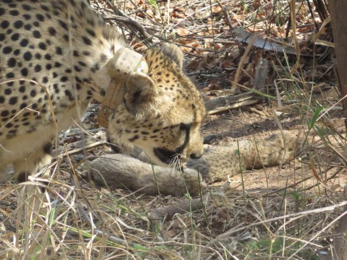 Kuno National Park: Good news from Kuno; A female Cheetah Gamini gave birth to five cubs | VIDEO: कुनोतून आली गोड बातमी; मादी चित्ता गामिनीने दिला पाच पिलांना जन्म Kuno National Park: Good news from Kuno; A female Cheetah Gamini gave birth to five cubs | VIDEO: कुनोतून आली गोड बातमी; मादी चित्ता गामिनीने दिला पाच पिलांना जन्म