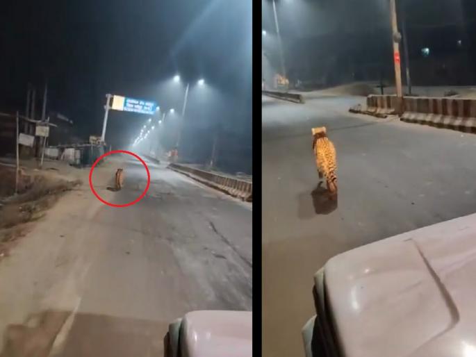 Kuno National Park: Cheetah from Kuno Park entered the city, roamed all night, video goes viral | कुनो उद्यानातील चित्ता शहरात शिरला, रात्रभर धुडगूस घातला, व्हिडिओ व्हायरल....