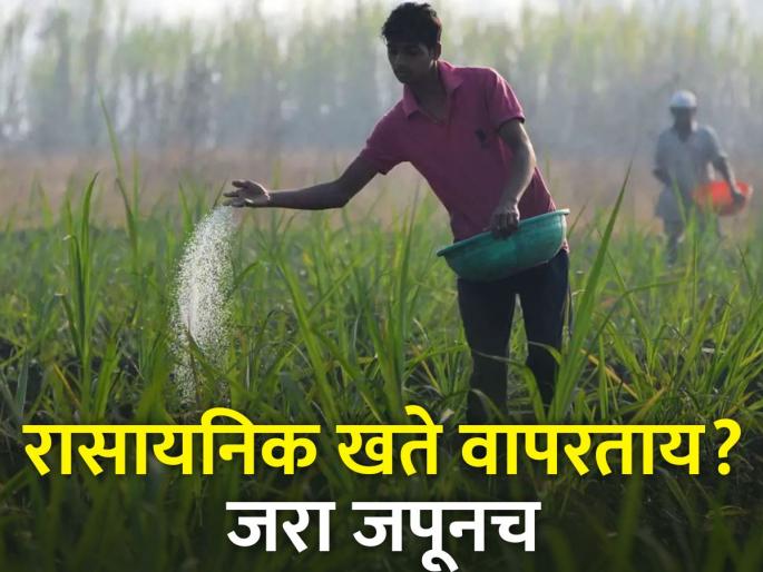 Avoid bombardment of chemical fertilizers for more crop production | अधिक पिक उत्पादनासाठी रासायनिक खतांचा भडिमार टाळा Avoid bombardment of chemical fertilizers for more crop production | अधिक पिक उत्पादनासाठी रासायनिक खतांचा भडिमार टाळा