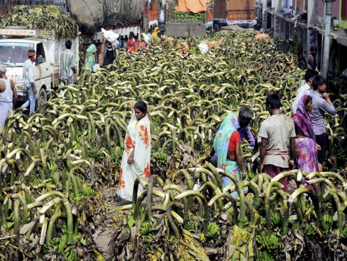 Jalgaon: The discovery of banana vines | जळगाव : करप्याला प्रतिकारक केळी वाणाचा शोध, दोन महिने आधीच होणार निसवणी Jalgaon: The discovery of banana vines | जळगाव : करप्याला प्रतिकारक केळी वाणाचा शोध, दोन महिने आधीच होणार निसवणी