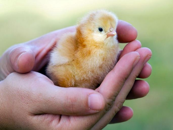 chhattisgarh Young man chokes to death after swallowing live chicken chick; chick is fine Doctors are also shocked | कोंबडीचं जिवंत पिल्लू गिळल्यानं तरुणाचा गुदमरून मृत्यू; पिल्लू मात्र सुखरूप! डॉक्टरही हैराण