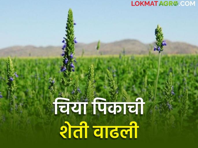 No more water, no money, how is chia farming profitable? | ना जास्त पाणी, ना पैसा, चियाची शेती फायदेशीर कशी? 