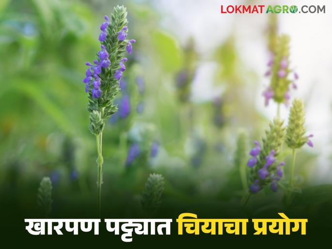 latest news Chia Cultivation: A new revolution in the salt belt: Chia crop will be a game-changer for farmers Read in detail | Chia Cultivation : खारपण पट्ट्यात नवी क्रांती: चिया पीक ठरणार शेतकऱ्यांसाठी गेम-चेंजर वाचा सविस्तर