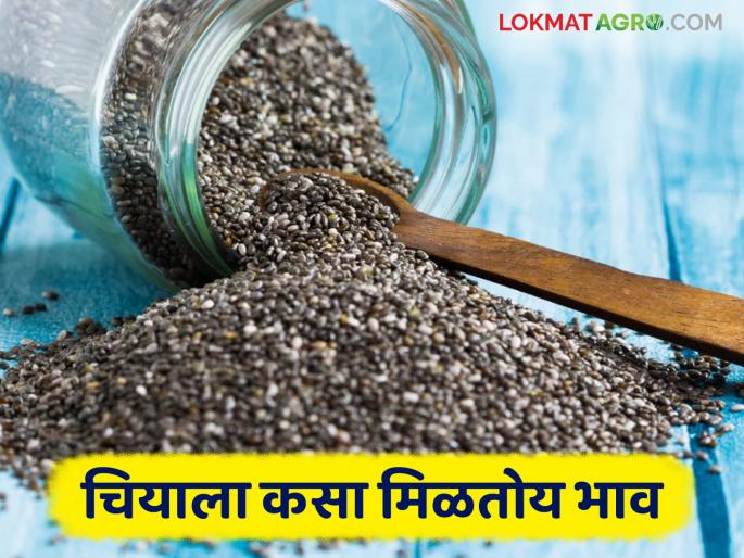 Read in detail how 'Chia' got the price in five days | Chia Market Update: पाच दिवसांत 'चिया'ला कसे मिळाले दर ते वाचा सविस्तर Read in detail how 'Chia' got the price in five days | Chia Market Update: पाच दिवसांत 'चिया'ला कसे मिळाले दर ते वाचा सविस्तर