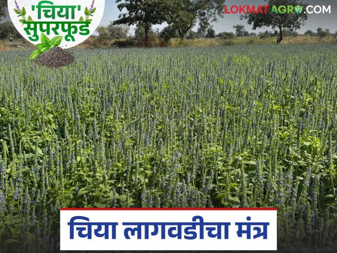 Chia Pik : latest news Let's find out what the cultivation technique is for chia. | Chia Pik: जाणून घेऊयात चियाचे लागवड तंत्र आहे तरी काय? Chia Pik : latest news Let's find out what the cultivation technique is for chia. | Chia Pik: जाणून घेऊयात चियाचे लागवड तंत्र आहे तरी काय?