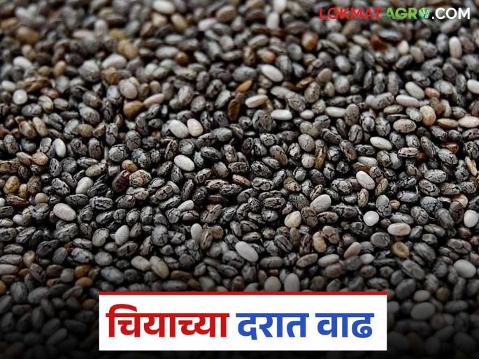 latest news Chia Market: Chia price jumps by 'so many' rupees per quintal! Know the details | Chia Market: चियाच्या दरात क्विंटलमागे 'इतक्या' रुपयांची उसळी! जाणून घ्या सविस्तर