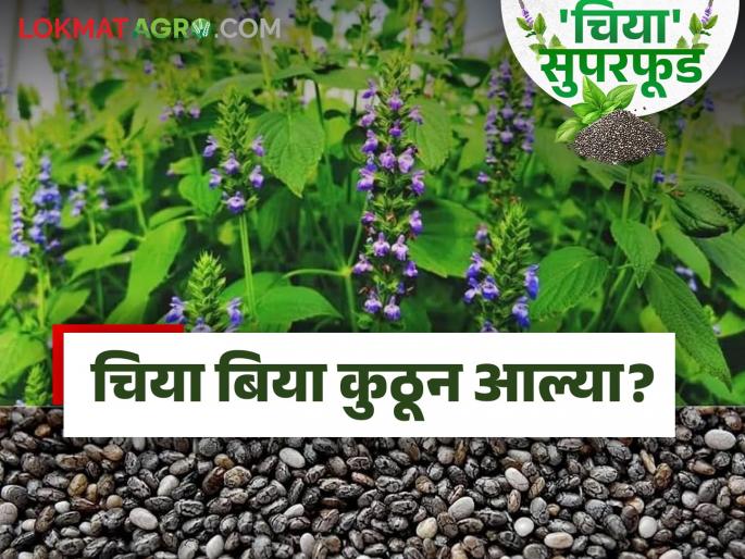 Chia Crop: latest news Know in detail what is the origin of the chia crop | Chia Crop: चिया पिकाचे उगमस्थान काय आहे? जाणून घ्या सविस्तर Chia Crop: latest news Know in detail what is the origin of the chia crop | Chia Crop: चिया पिकाचे उगमस्थान काय आहे? जाणून घ्या सविस्तर