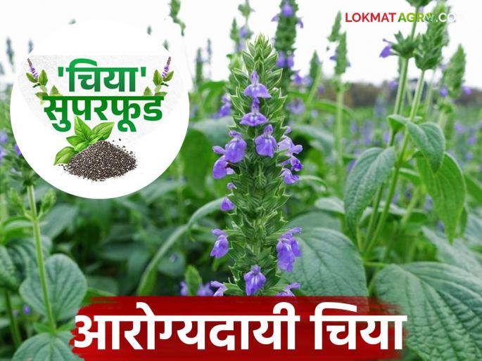 Chia Crop: latest news Why choose chia crop? Know in detail | Chia Crop: चिया पिकाची निवड का करावी? जाणून घ्या सविस्तर Chia Crop: latest news Why choose chia crop? Know in detail | Chia Crop: चिया पिकाची निवड का करावी? जाणून घ्या सविस्तर