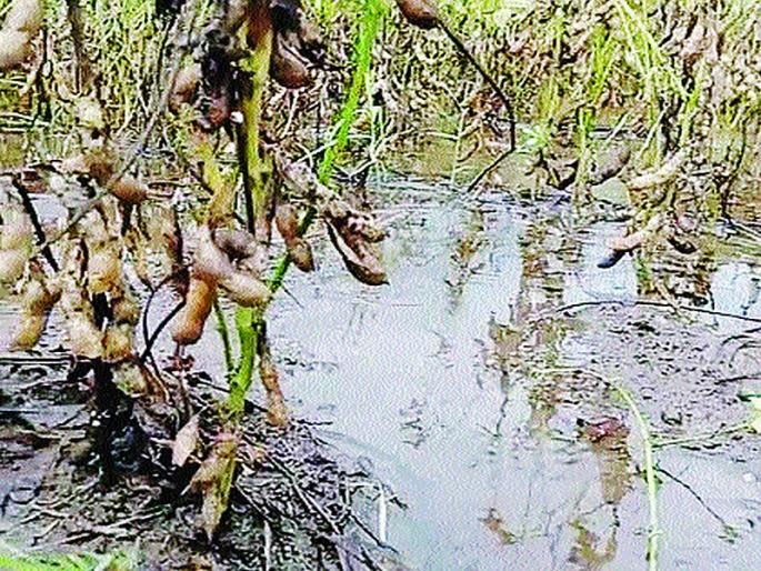 Soybeans, cotton, flowers hit; The mouth drops to the diamond | लोकमत बांधावर : सोयाबीन, कापूस, फुलशेतीला फटका; तोंडचा हिरावला घास Soybeans, cotton, flowers hit; The mouth drops to the diamond | लोकमत बांधावर : सोयाबीन, कापूस, फुलशेतीला फटका; तोंडचा हिरावला घास