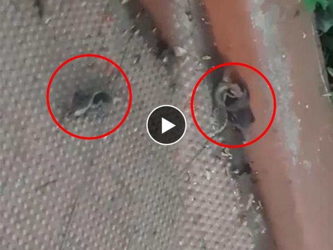 The crow is starving in the fight between the mole and the lizard | video चिचुंद्री आणि सरड्याच्या झुंजीत कावळा मात्र उपाशी The crow is starving in the fight between the mole and the lizard | video चिचुंद्री आणि सरड्याच्या झुंजीत कावळा मात्र उपाशी