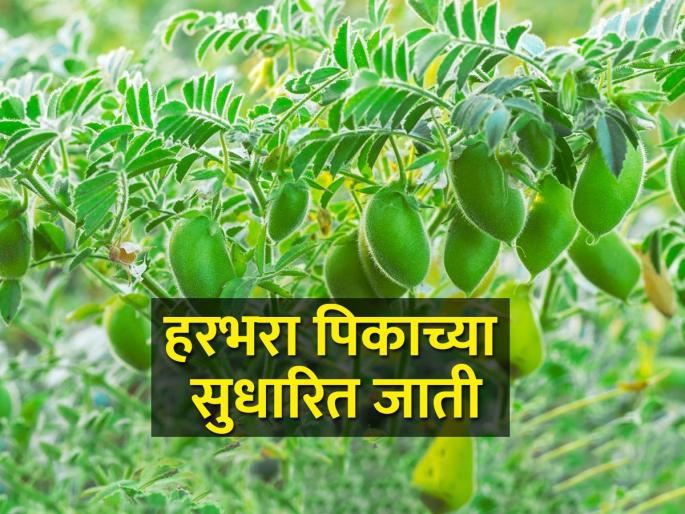 What are the improved varieties of gram? | हरभरा पिकाचे सुधारित वाण कोणते? What are the improved varieties of gram? | हरभरा पिकाचे सुधारित वाण कोणते?