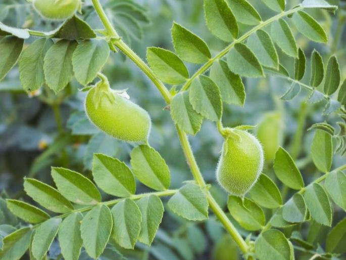 Study these points before planting gram | हरभरा लागवड करण्यापूर्वी या बाबींचा अभ्यास करा Study these points before planting gram | हरभरा लागवड करण्यापूर्वी या बाबींचा अभ्यास करा