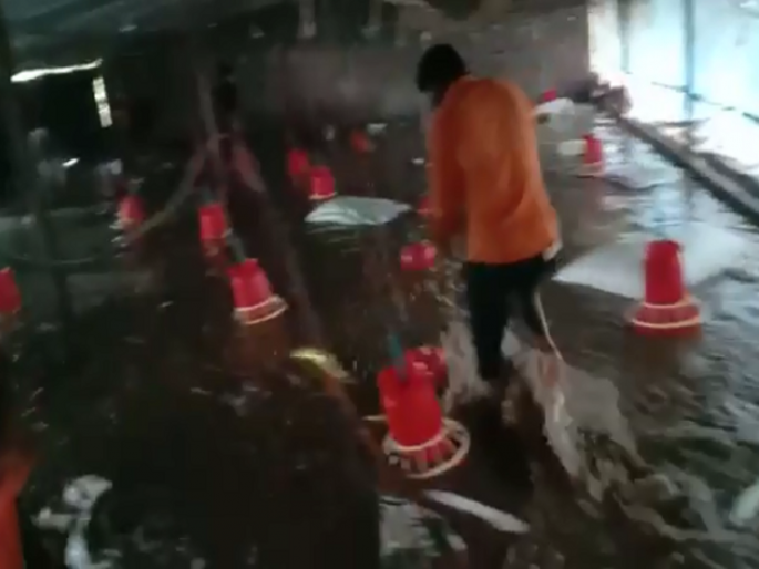 Video: Cloudburst-like rain, what should the farmer do now; As the water entered the shed, 4 thousand chickens were washed away | Video: शेतकऱ्याने आता काय करावे? पुराच्या पाण्यात डोळ्यादेखत ४ हजार कोंबड्या वाहून गेल्या Video: Cloudburst-like rain, what should the farmer do now; As the water entered the shed, 4 thousand chickens were washed away | Video: शेतकऱ्याने आता काय करावे? पुराच्या पाण्यात डोळ्यादेखत ४ हजार कोंबड्या वाहून गेल्या