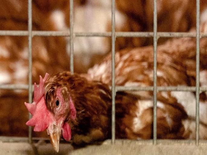 Dharashiv: After crows, now chickens also have 'bird flu'; Over 850 chickens destroyed in Dhoki | Dharashiv: कावळ्यांनंतर आता कोंबड्यांनाही ‘बर्ड फ्ल्यू’; ढोकीत साडेआठशेंवर कोंबड्या नष्ट Dharashiv: After crows, now chickens also have 'bird flu'; Over 850 chickens destroyed in Dhoki | Dharashiv: कावळ्यांनंतर आता कोंबड्यांनाही ‘बर्ड फ्ल्यू’; ढोकीत साडेआठशेंवर कोंबड्या नष्ट