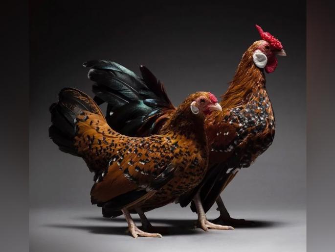 As the chicken was being sold at an inflated rate, he was stabbed to death pda | खळबळजनक! चिकन चढ्या दराने विकत असल्याने चाकूने भोसकून केली हत्या As the chicken was being sold at an inflated rate, he was stabbed to death pda | खळबळजनक! चिकन चढ्या दराने विकत असल्याने चाकूने भोसकून केली हत्या
