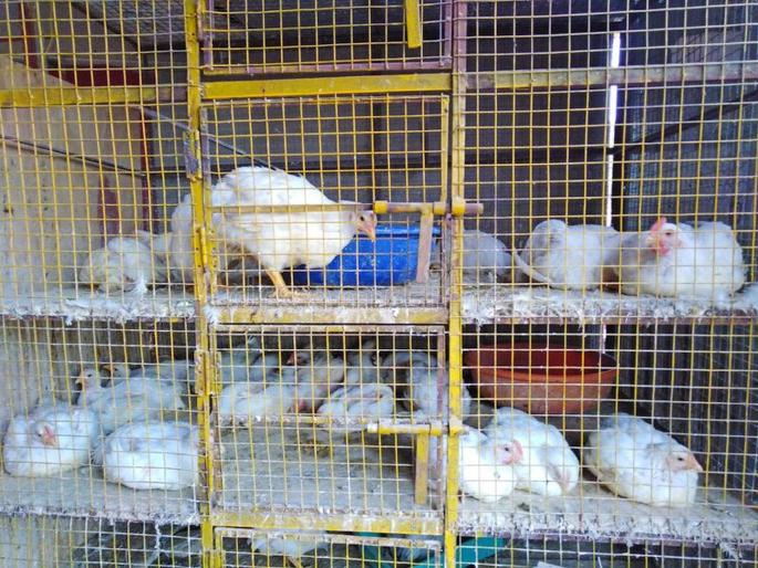CoronaVirus No restrictions on import of eggs local chicken also safe says CM pramod sawant | CoronaVirus: अंड्यांवर बंदी नाही, स्थानिक चिकन सुरक्षित: मुख्यमंत्री CoronaVirus No restrictions on import of eggs local chicken also safe says CM pramod sawant | CoronaVirus: अंड्यांवर बंदी नाही, स्थानिक चिकन सुरक्षित: मुख्यमंत्री