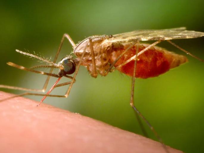 Chikungunya wreaks havoc in 'these' 16 countries, 7000 patients in China; Alert issued in America too | 'या' १६ देशांमध्ये चिकनगुनियाचा कहर, चीनमध्ये ७००० रुग्ण; अमेरिकेतही अलर्ट जारी