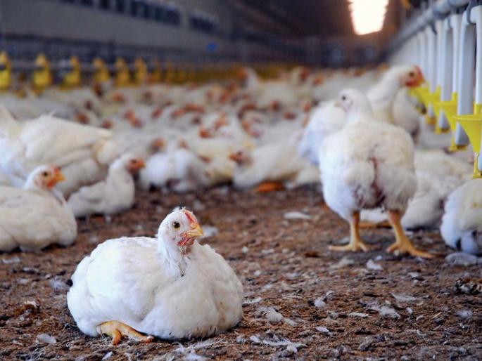  400 chickens died in Malpur  | मालपुरात ४०० कोंबड्या पडल्या मृत्युमुखी; अज्ञात माथेफिरूने विषारी पदार्थ खाऊ घातल्याने घडला प्रकार