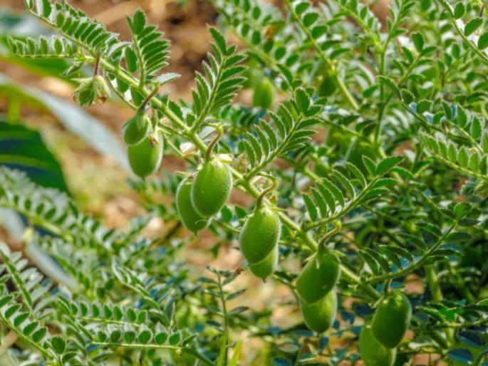 Overcoming wheat; Rabi planning area increased in Nagpur division | गव्हावर हरभऱ्याची मात; नागपूर विभागात रबीचे नियोजन क्षेत्र वाढले Overcoming wheat; Rabi planning area increased in Nagpur division | गव्हावर हरभऱ्याची मात; नागपूर विभागात रबीचे नियोजन क्षेत्र वाढले