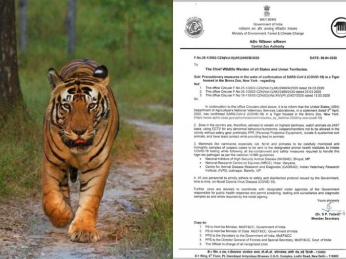coronavirus: Central Government letter to all zoo heads in the country after tiger-positive in america MMG | coronavirus: वाघिण पॉझिटीव्ह आल्यानंतर देशातील सर्वच प्राणीसंग्रहालय प्रमुखांना केंद्र सरकारचं पत्र coronavirus: Central Government letter to all zoo heads in the country after tiger-positive in america MMG | coronavirus: वाघिण पॉझिटीव्ह आल्यानंतर देशातील सर्वच प्राणीसंग्रहालय प्रमुखांना केंद्र सरकारचं पत्र