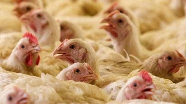  Corona virus has nothing to do with chickens, nobody should trust the rumors: Sanjay shrugs | corona virus -व्हायरसचा कोंबड्यांशी संबंध नाही, अफवांवर कोणीही विश्वास ठेवू नये : डॉ. संजय धकाते