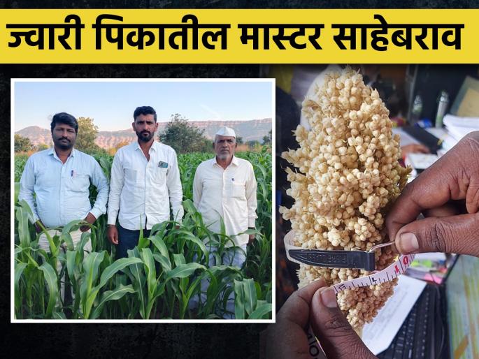 Sahebrao from Jawali satara is taking 101 quintal production of jowar | जावलीचे साहेबराव घेता आहेत ज्वारीचे १०१ क्विंटल पर्यंत उत्पादन Sahebrao from Jawali satara is taking 101 quintal production of jowar | जावलीचे साहेबराव घेता आहेत ज्वारीचे १०१ क्विंटल पर्यंत उत्पादन