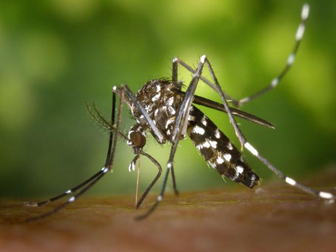 Be careful! In Corona, Omicron also a patient of Chikungunya increases in Aurangabad | सावधान ! कोरोना, ओमायक्राॅनसोबत चिकुनगुनियाचेही रुग्ण Be careful! In Corona, Omicron also a patient of Chikungunya increases in Aurangabad | सावधान ! कोरोना, ओमायक्राॅनसोबत चिकुनगुनियाचेही रुग्ण