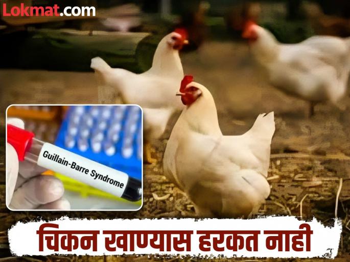 Swab and feces sample testing of poultry birds in Khadakwasla area begins, action taken by Animal Husbandry Department | खडकवासला परिसरातील कुक्कुट पक्ष्यांचे स्वॅब, विष्ठा नमुना तपासणी सुरु, पशुसंवर्धन विभागाची कार्यवाही Swab and feces sample testing of poultry birds in Khadakwasla area begins, action taken by Animal Husbandry Department | खडकवासला परिसरातील कुक्कुट पक्ष्यांचे स्वॅब, विष्ठा नमुना तपासणी सुरु, पशुसंवर्धन विभागाची कार्यवाही