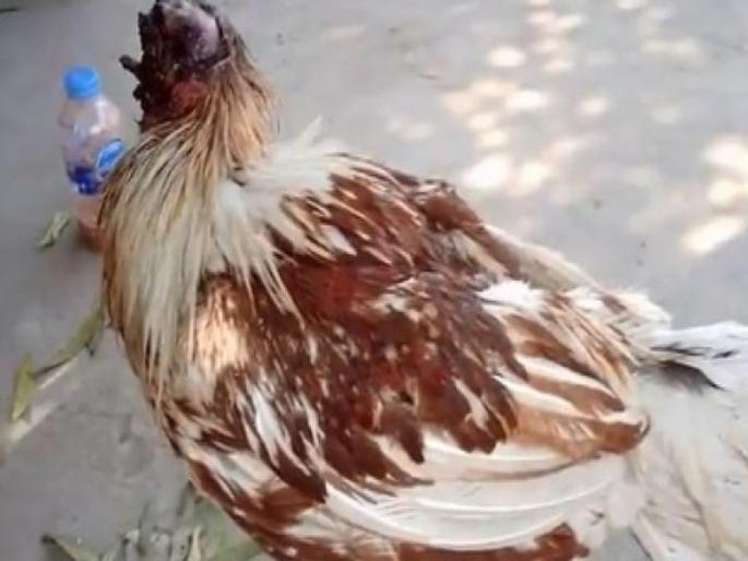 Chicken survives without head for a week after being decapitated | चमत्कार! मान कापल्यानंतरही एक आठवड्यापासून जिवंत आहे ही कोंबडी Chicken survives without head for a week after being decapitated | चमत्कार! मान कापल्यानंतरही एक आठवड्यापासून जिवंत आहे ही कोंबडी
