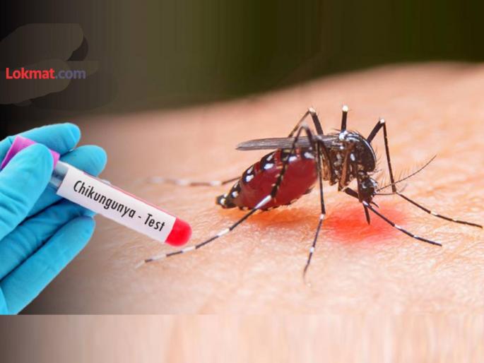 Chikungunya outbreak in the state, number of patients increases; Nagpur has the highest infection, Mumbai is second | राज्यात चिकुनगुनियाचा फैलाव, रुग्ण वाढले; नागपूरमध्ये सर्वाधिक संसर्ग, मुंबई दुसऱ्या क्रमांकावर Chikungunya outbreak in the state, number of patients increases; Nagpur has the highest infection, Mumbai is second | राज्यात चिकुनगुनियाचा फैलाव, रुग्ण वाढले; नागपूरमध्ये सर्वाधिक संसर्ग, मुंबई दुसऱ्या क्रमांकावर