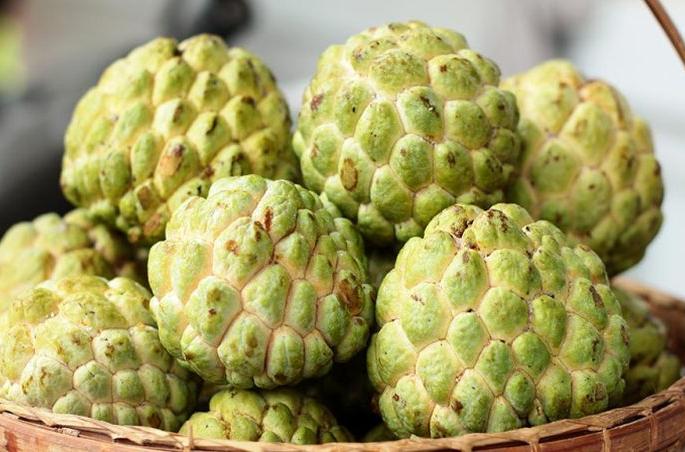 Custard Apple of Chikhali taluka in the market of Jaipur, Indore | चिखली तालुक्यातील सीताफळ जयपूर, इंदुरच्या बाजारात Custard Apple of Chikhali taluka in the market of Jaipur, Indore | चिखली तालुक्यातील सीताफळ जयपूर, इंदुरच्या बाजारात
