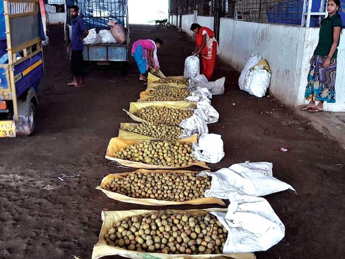 Chiku losses due to bad weather | खराब हवामानामुळे चिकूचे नुकसान