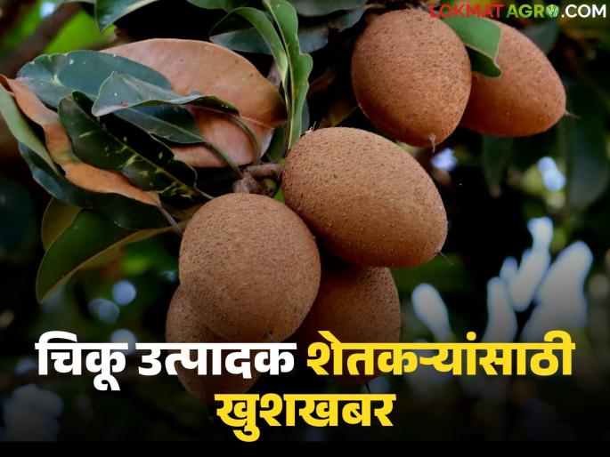 Chiku Pik Vima : All Chiku Crop Insurance applications will be processed within a week; Agriculture Minister's instructions | Chiku Pik Vima : चिकू पीकविम्याचे सर्व अर्ज एका आठवड्यात निकाली निघणार; कृषिमंत्र्यांचे निर्देश Chiku Pik Vima : All Chiku Crop Insurance applications will be processed within a week; Agriculture Minister's instructions | Chiku Pik Vima : चिकू पीकविम्याचे सर्व अर्ज एका आठवड्यात निकाली निघणार; कृषिमंत्र्यांचे निर्देश