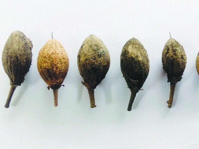 The risk of diseases in chilly gardens in the monsoon | पावसाळ्यात चिकू बागांना रोगांचा धोका The risk of diseases in chilly gardens in the monsoon | पावसाळ्यात चिकू बागांना रोगांचा धोका