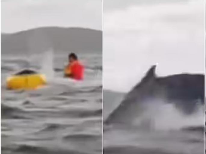A young man who was boating in the sea was swallowed by a whale, but still survived, a miracle happened | समुद्रात बोटिंग करत असलेल्या तरुणाला व्हेलने गिळले, तरीही जिवंत बचावला, असा घडला चमत्कार  A young man who was boating in the sea was swallowed by a whale, but still survived, a miracle happened | समुद्रात बोटिंग करत असलेल्या तरुणाला व्हेलने गिळले, तरीही जिवंत बचावला, असा घडला चमत्कार