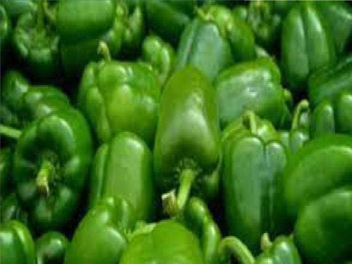 Dhabu Chili is on the verge of extinction from Miraj West | मिरज पश्चिम भागातून ढबू मिरची नामशेष होण्याच्या मार्गावर Dhabu Chili is on the verge of extinction from Miraj West | मिरज पश्चिम भागातून ढबू मिरची नामशेष होण्याच्या मार्गावर