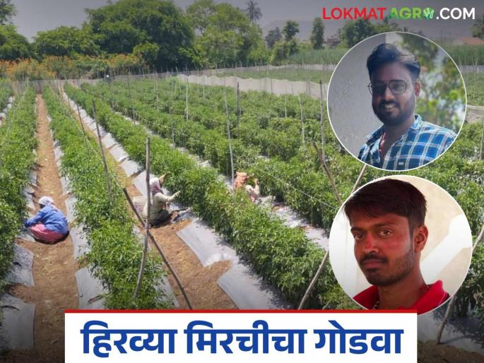 Two friends successfully farmed chillies based on their experience working in someone else's field. | दुसऱ्याच्या शेतात कामाला जाऊन आलेल्या अनुभवावर दोन मित्रांनी केली मिरचीची यशस्वी शेती