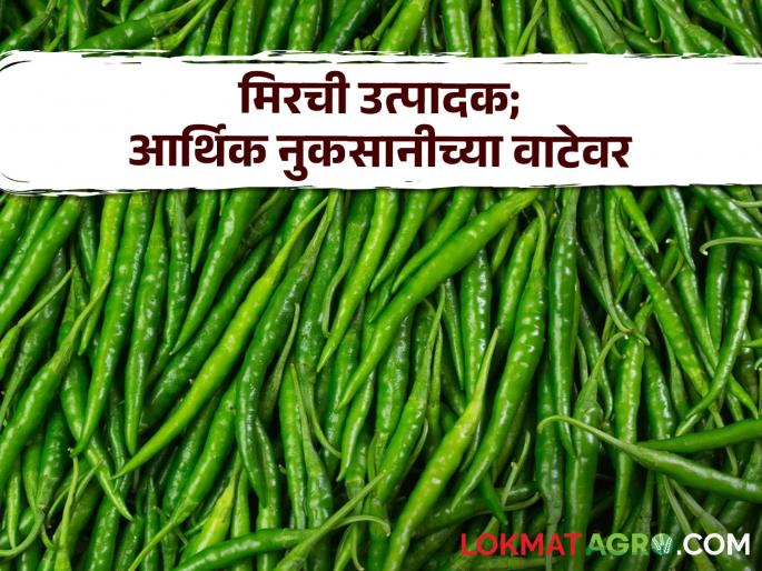 Chilli Market The price of chillies in the market of Amthana has fallen dramatically; Huge economic loss to farmers | Chilli Market आमठाणा येथील बाजारात मिरचीचा दरात कमालीची घसरण; शेतकऱ्यांचे मोठे आर्थिक नुकसान Chilli Market The price of chillies in the market of Amthana has fallen dramatically; Huge economic loss to farmers | Chilli Market आमठाणा येथील बाजारात मिरचीचा दरात कमालीची घसरण; शेतकऱ्यांचे मोठे आर्थिक नुकसान
