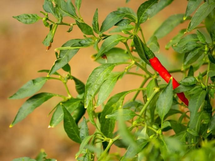 The plants did not even get chilli; Crime against company owner and nursery operator who produced bogus seedlings | मोठ्या आशेने रोपे आणली, मिरचीचे उत्पादनच झाले नाही; शेतकऱ्यांना फसवणाऱ्या कंपनीवर गुन्हा The plants did not even get chilli; Crime against company owner and nursery operator who produced bogus seedlings | मोठ्या आशेने रोपे आणली, मिरचीचे उत्पादनच झाले नाही; शेतकऱ्यांना फसवणाऱ्या कंपनीवर गुन्हा