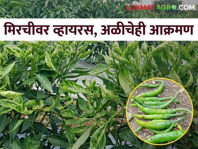 No Benefit After spraying expensive drugs; After the virus, the worm is also attacking the chillies | महागडी औषधे फवारूनही होईना फायदा; मिरचीवर व्हायरस पाठोपाठ आता अळीचेही आक्रमण No Benefit After spraying expensive drugs; After the virus, the worm is also attacking the chillies | महागडी औषधे फवारूनही होईना फायदा; मिरचीवर व्हायरस पाठोपाठ आता अळीचेही आक्रमण