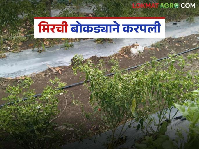 latest news Chilli Crop Protection : Butterfly-like chillies with a buck; Know the solution! | Chilli Crop Protection : फुलपाखरासारखी मिरची बोकड्याने करपली; जाणून घ्या उपाय!