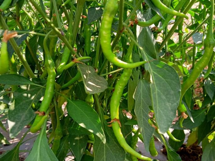 chilly farmers in wada facing huge loss due to lockdown amid coronavirus | CoronaVirus: कोरोनाचा फटका वाड्यातील मिरची उत्पादकांना chilly farmers in wada facing huge loss due to lockdown amid coronavirus | CoronaVirus: कोरोनाचा फटका वाड्यातील मिरची उत्पादकांना