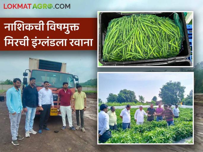 Latest News Agriculture News Organic chilli grown by five farmers of Nashik sent to England | Chilly Export : शिरवाडेची मिरची इंग्लंडला रवाना, सेंद्रिय पद्धतीने सामूहिक शेतीतून साधली क्रांती