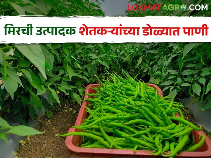 Latest News Price of five thousand rupees per quintal for chili see details | Chilly Market : मिरची उत्पादक शेतकऱ्यांच्या डोळ्यात पाणी, खर्चही निघेना, काय मिळतोय दर?  Latest News Price of five thousand rupees per quintal for chili see details | Chilly Market : मिरची उत्पादक शेतकऱ्यांच्या डोळ्यात पाणी, खर्चही निघेना, काय मिळतोय दर?