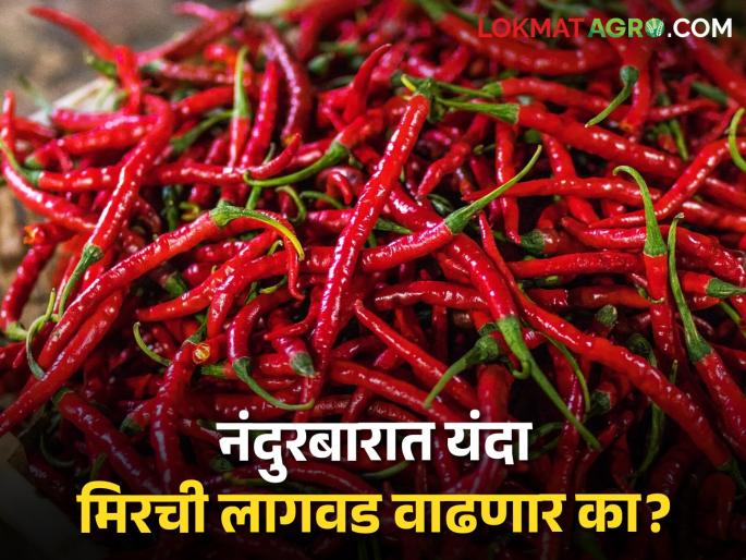 Latest News Preparation for chilli cultivation by farmers in Taloda taluka of Nandurbar district | Chilly Market : यंदा नंदुरबारमध्ये मिरची लागवड वाढणार का? भाव काय मिळतोय? वाचा सविस्तर 