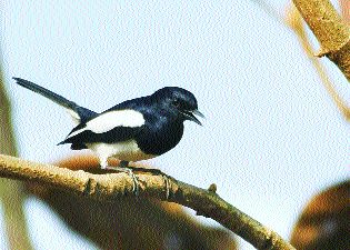 Change of habitat of birds will be a practice | पक्ष्यांच्या अधिवासातील बदलाचा होणार अभ्यास Change of habitat of birds will be a practice | पक्ष्यांच्या अधिवासातील बदलाचा होणार अभ्यास