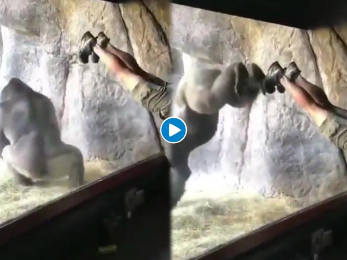 Chimpanzee started doing exercise as he saw the man see viral video | VIDEO : महिलेला बघून चिम्पांजीने लगेच सुरू केली एक्सरसाइज, मग झालं असं काही...
