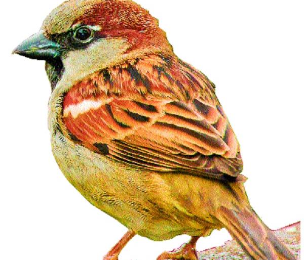 Good news ... the number of thieves increased! 12,4403 sparrows recorded in Sangli city | खूषखबर...चिऊतार्इंची संख्या वाढली! सांगली शहरात १२ हजार ४०३ चिमण्यांची नोंद  Good news ... the number of thieves increased! 12,4403 sparrows recorded in Sangli city | खूषखबर...चिऊतार्इंची संख्या वाढली! सांगली शहरात १२ हजार ४०३ चिमण्यांची नोंद