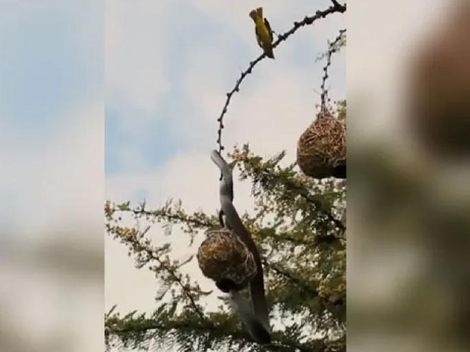Viral Video: bird fights with King Cobra to save her eggs, see VIDEO | Viral Video: आई ही आईच असते! पिलांना वाचवण्यासाठी किंग कोब्राशी भिडली चिमणी, पाहा VIDEO Viral Video: bird fights with King Cobra to save her eggs, see VIDEO | Viral Video: आई ही आईच असते! पिलांना वाचवण्यासाठी किंग कोब्राशी भिडली चिमणी, पाहा VIDEO